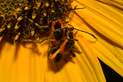 Chauliognathus basalis