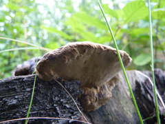 Phellinus