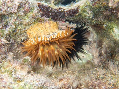 Bunodosoma granuliferum