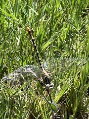 Erpetogomphus
