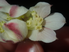Xanthosia tomentosa