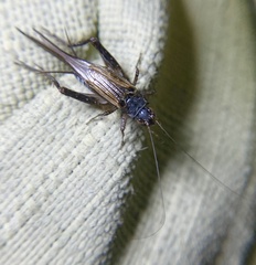 Eunemobius carolinus