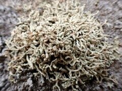 Lecanora phryganitis