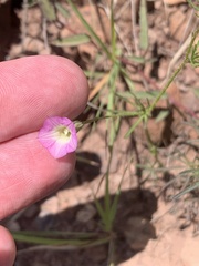 Ipomoea costellata