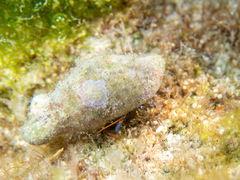 Clibanarius tricolor