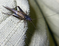 Eunemobius carolinus