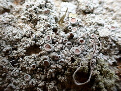 Lecanora hybocarpa