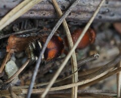 Dasymutilla quadriguttata