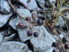 Ribes laxiflorum
