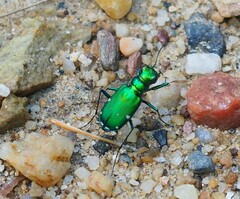 Cicindela sexguttata