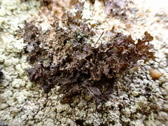 Lecanoromycetes