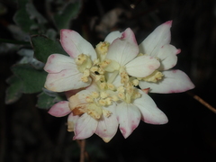 Xanthosia tomentosa