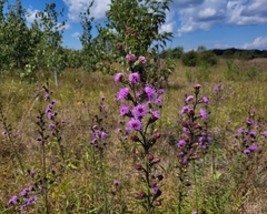 Liatris novae-angliae