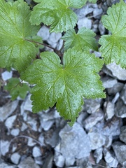 Ribes laxiflorum