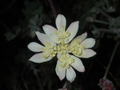 Xanthosia tomentosa