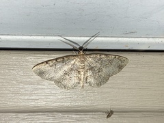 Melanolophia canadaria