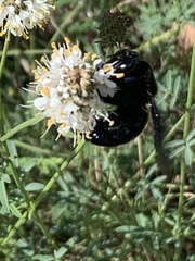 Xylocopa californica arizonensis