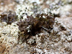 Lecanoromycetes