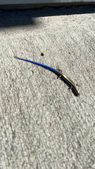 Plestiodon skiltonianus