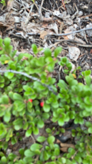 Arctostaphylos uva-ursi