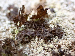 Lecanoromycetes