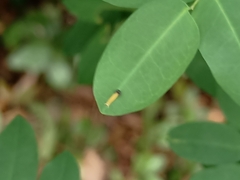 Polyura hebe