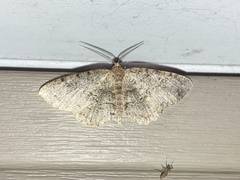 Melanolophia canadaria