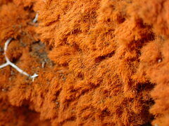 Trentepohlia aurea