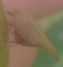 Enchenopa squamigera