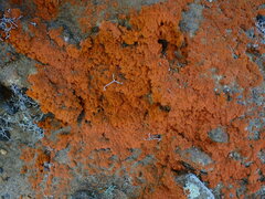 Trentepohlia aurea