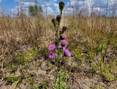 Liatris novae-angliae