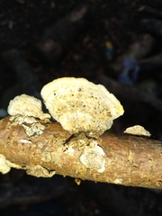 Trametes villosa