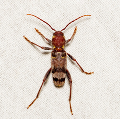 Xylotrechus colonus