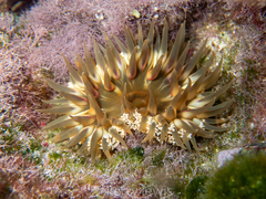 Bunodosoma granuliferum