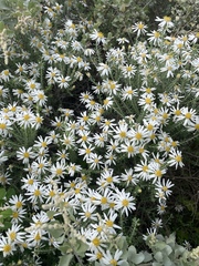 Olearia pimeleoides