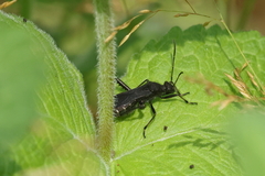 Alydus