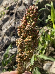 Sorghum bicolor