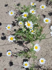 Anthemis ruthenica