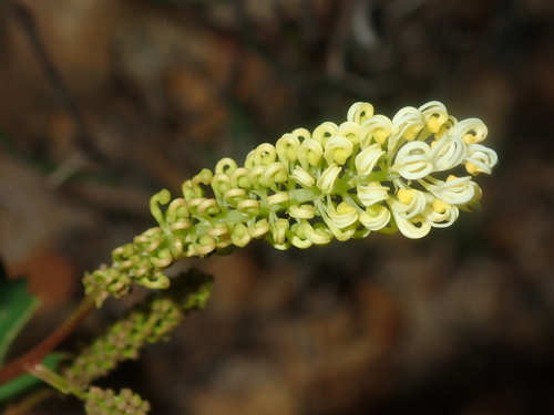Image of Catkin Grevillea (Grevillea synapheae) by (c) Thomas Mesaglio, some rights reserved (CC BY)