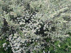 Olearia pimeleoides