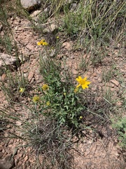 Verbesina rothrockii