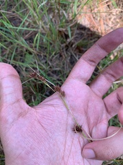 Rhynchospora glomerata