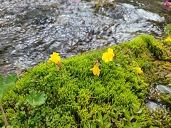 Erythranthe caespitosa