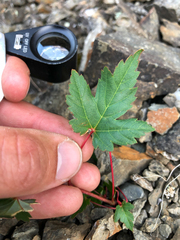 Acer glabrum