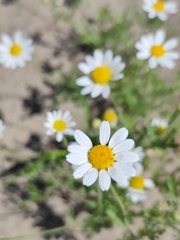 Anthemis ruthenica