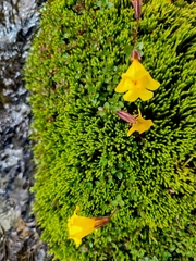 Erythranthe caespitosa