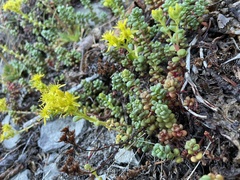 Sedum divergens