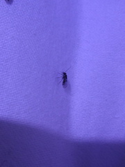 Psocidae