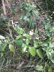 Clematis