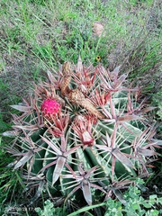 Ferocactus latispinus